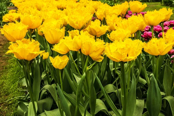 Amarelo Primavera Tulipa Flores Flowerbad Fundo Natural — Fotografia de Stock