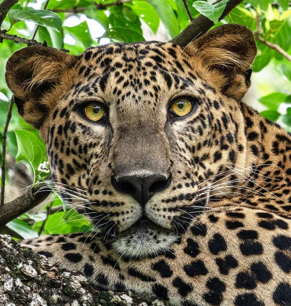 Leopard Wild Animal Portrait Close Yala National Park Sri Lanka — Stock Photo, Image
