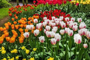Lale Keukenhof - Avrupa, Hollanda'nın en büyük çiçek bahçesi Parkı