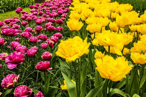 Tulipan Kwiaty Różowy Żółty Keukenhof Ogród Holandia Holandia — Zdjęcie stockowe
