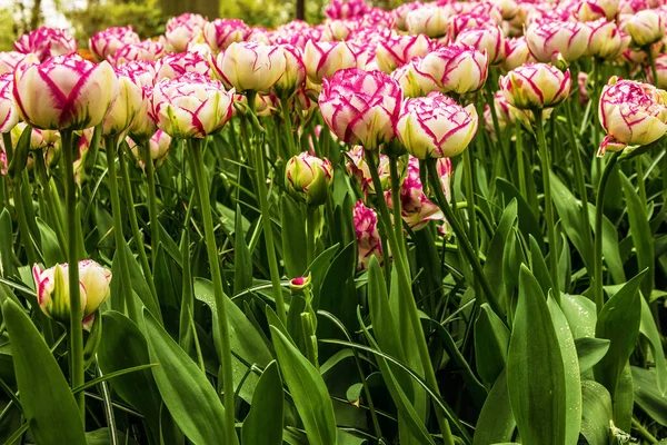 Tulipas Primavera Rosa Flores Brancas — Fotografia de Stock