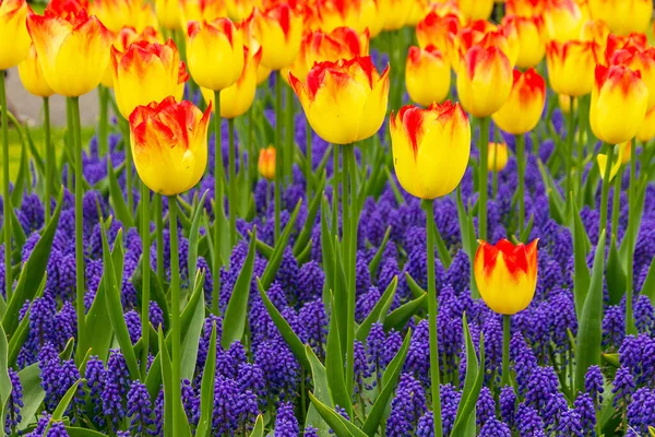 Pole Tulipanowe Wiosną Żółto Czerwone Tulipany Fioletowy Hiacynt Parku Ogrodowym — Zdjęcie stockowe