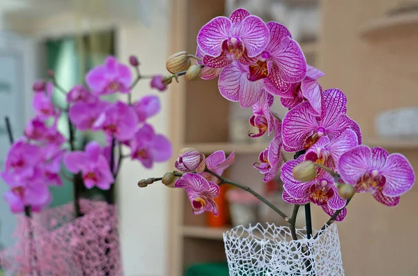 Orchid purple flowers in room interior