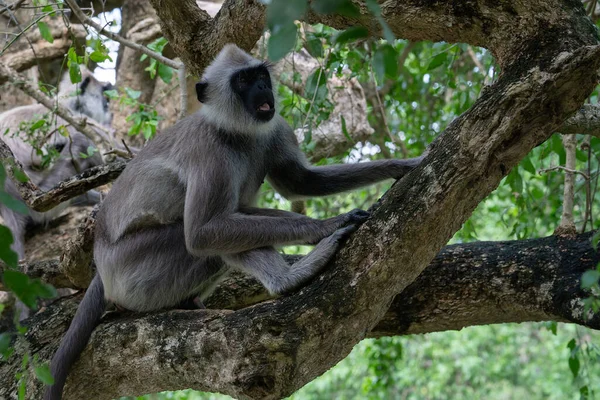 Monkey Sitting Tree Jungle Sri Lanka — Fotografia de Stock