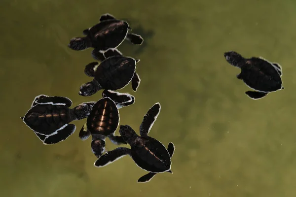 Turtles Swimming Water Small Two Days Young Reptilies Sri Lanka — Fotografia de Stock