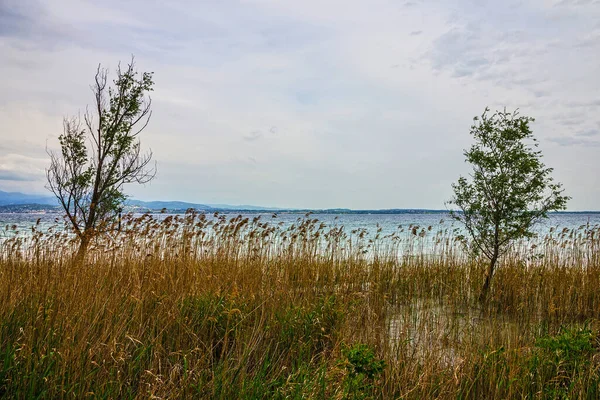 Garda Lake Italy Cane Landscape Lombardy Sirmione — 스톡 사진