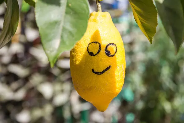 Lemon Smiling Tree Lombardy Italy —  Fotos de Stock