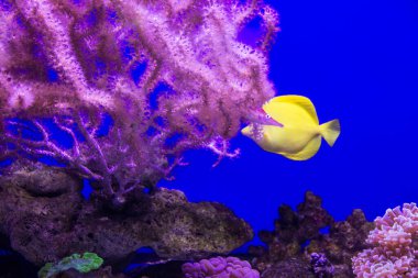 Mercanlar ve balıklar suyun altında, Dubai, BAE