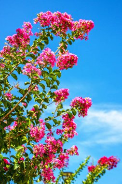 Bahar çiçekli ağaç - Hintli leylak, Balkan doğası