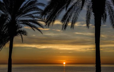 Palm beach, trees sunset view. Summer natural scene. 