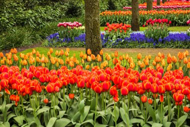 Park of flowers,.Tulip garden Keukenhof, Holland