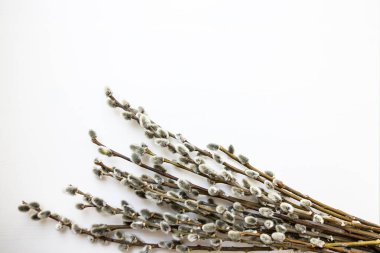 Beyaz arka planda söğüt dalları - Paskalya sembolü.