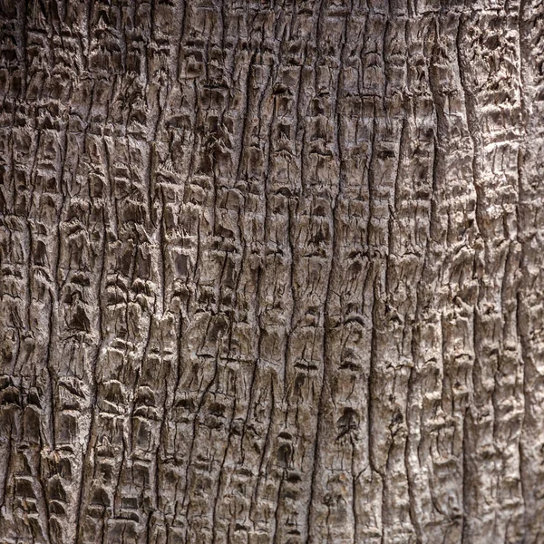 Natural Wooden Background Tree Trunk Texture Pattern — Zdjęcie stockowe