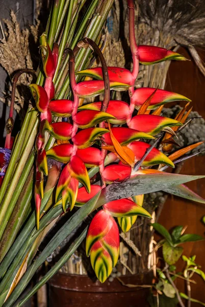 Exotic Tropical Natural Red Flowers Madeira Portugal — Zdjęcie stockowe