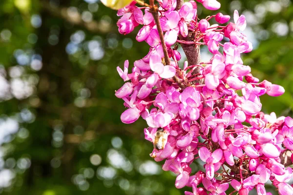 Pink Blossoming Cherry Tree Spring — Foto Stock