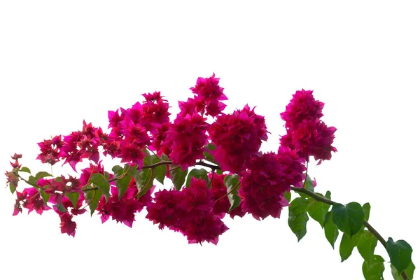 Bougainvillea Фиолетовые Цветы Свежие Листья Белом Фоне — стоковое фото