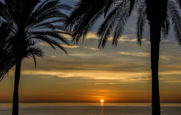 Palm Beach Trees Sunset View Summer Natural Scene — Stockfoto