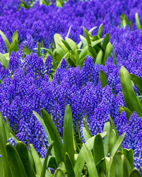 Hyacinths Spring Flowers Garden Flowerbad — Photo