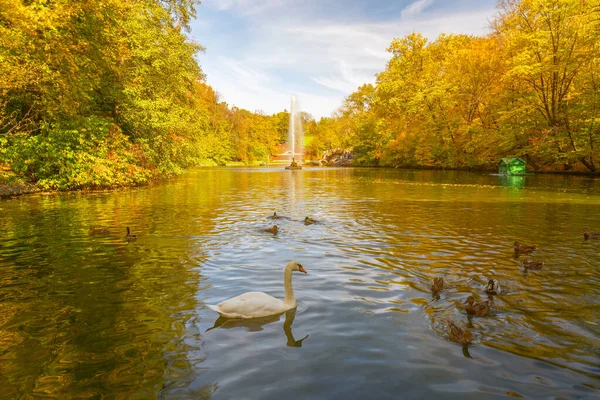 Kuğu Ördeklerin Olduğu Sonbahar Manzarası Göl Çeşme Sarı Ağaçlar Sofievka — Stok fotoğraf