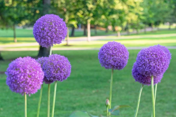 Norwegian Nature Purple Flowers Garden Vigeland Park Oslo — Foto Stock