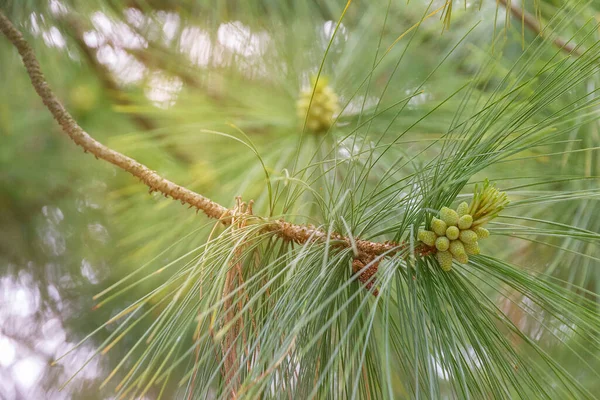 Green Pine Tree Leaves Natural Plant Background — 스톡 사진