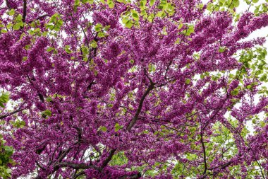 Baharda çiçek açan pembe bir ağaç.