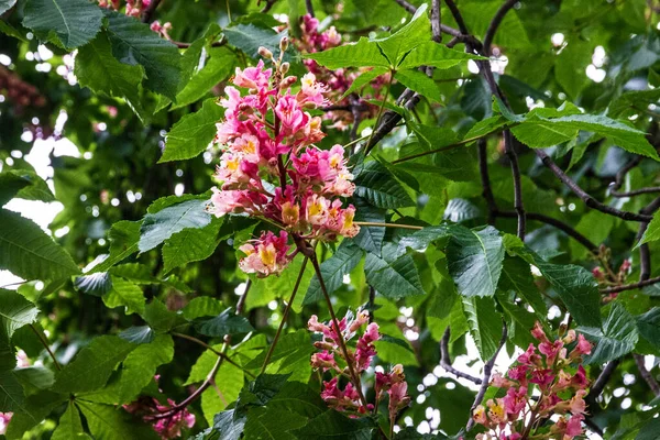 Chestnut Blossom Green Tree Spring Pink Flowers — Foto Stock