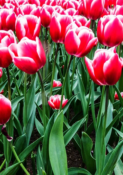 Pink Tulips Park Keukenhof Flower Garden Holland — Fotografia de Stock