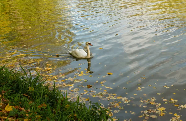 秋天在乌克兰乌曼Sofievka公园湖水上的天鹅 — 图库照片
