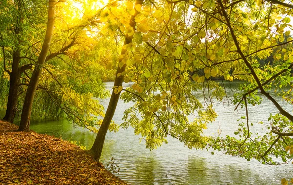 Autumn Picturesque Landscape Yellow Leaves Lake View — Stok fotoğraf