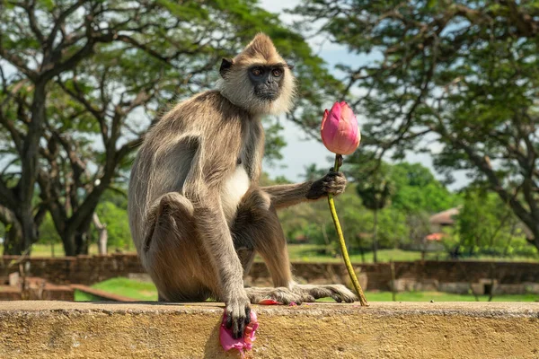 Monkey Sitting Lotus Flower Sri Lanka — Fotografia de Stock