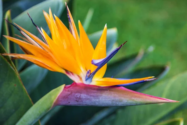 Tropical Flower Bird Paradise Strelitzia Madeira Island Funchal Portugal — Zdjęcie stockowe