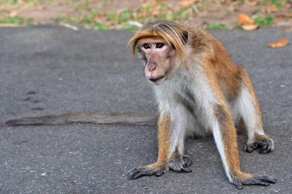 Monkey Sitting Road Sri Lanka — Fotografia de Stock