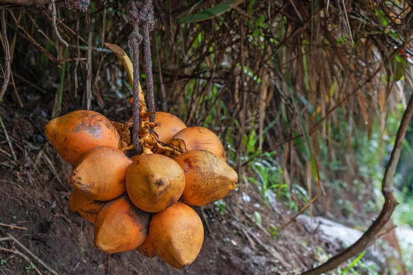 Frutos Coco Colgados Selva Sri Lanka —  Fotos de Stock