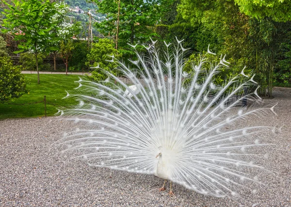 White Peafowl Open Tail Isola Bella Garden Stresa Italy — Stock fotografie