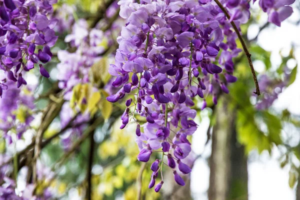 Wistaria Purple Flowers Tree Plant — Foto Stock
