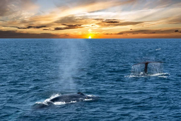 Whales Ocean Sunset Seascape Sri Lanka Mirissa — Photo
