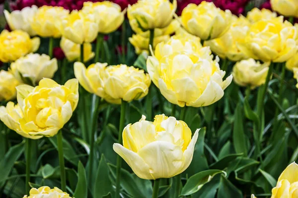 Kwiaty Kremu Tulipanowego Ogrodzie Holandia Holandia — Zdjęcie stockowe