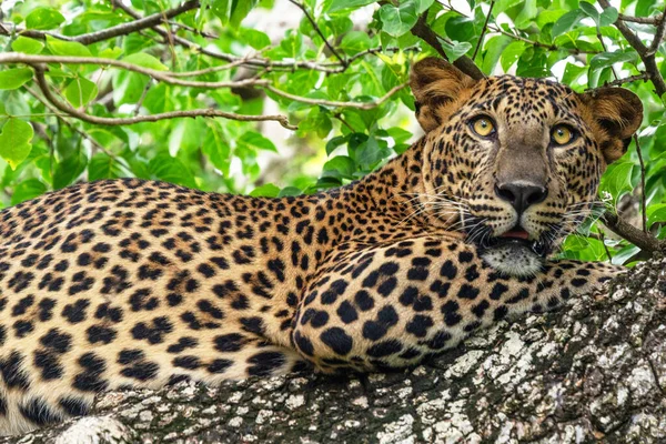 Leopard Wild Panther Animal Laying Tree Jungle Yala National Park — Stock Photo, Image