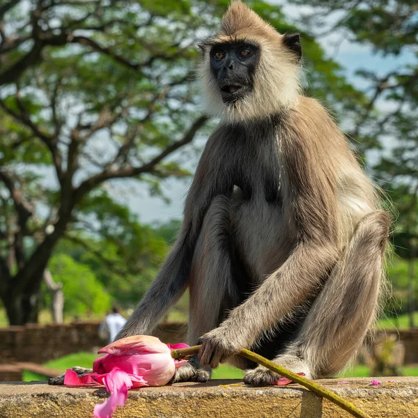 Monkey Lotus Flower Sri Lanka — Fotografia de Stock