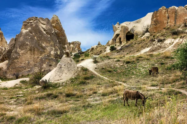 Donkeys Goreme Park Mountains Turkey Cappadocia — Stock Photo, Image