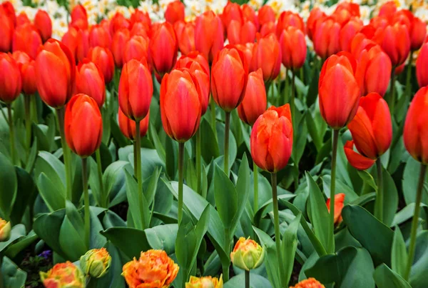 Jardim Vermelho Tulipa Flores Keukenhof Holanda Holanda — Fotografia de Stock