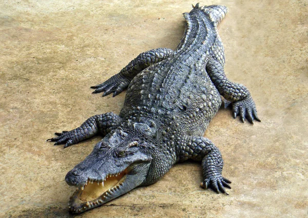 Crocodile Laying Land — Fotografia de Stock