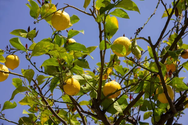 Zitronenfrüchte Auf Dem Baum Ernten Stockfoto