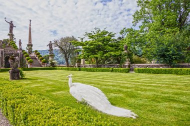 Isola Bella Sarayı yeşil parkında Peafowl, Stresa, İtalya, Lombardy