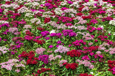 Yaz bahçesinde karanfil kırmızı ve pembe çiçekler. 