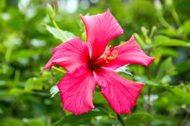 Hibiscus kırmızı çiçek yakın kadar Bahçe 