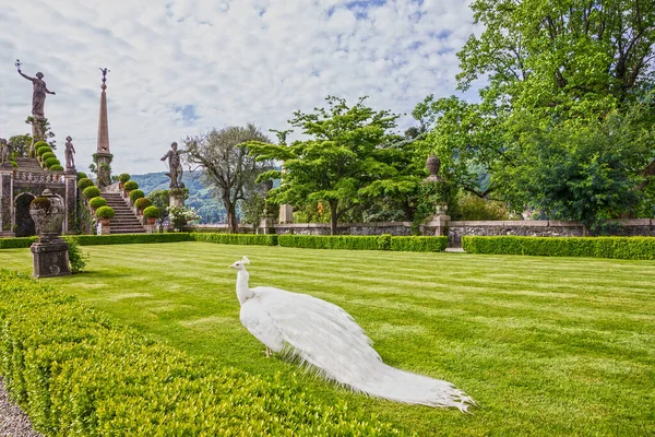 Peafowl Green Park Isola Bella Palace Stresa Italy Lombardy — Stockfoto