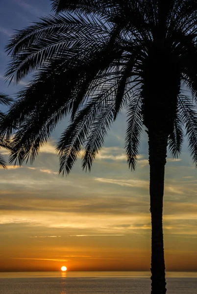 Palm Tree Sunset Sea View Beach Summer Natural Scene — Stockfoto