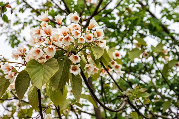 Catalpa Tree Flowers Blossoming Spring — Foto Stock